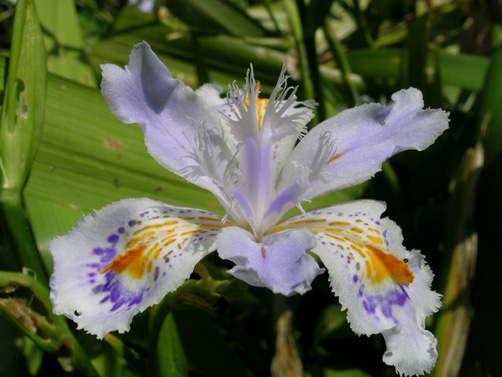 Iris japonica