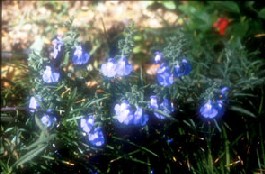 Salvia azurea