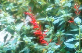 Salvia elegans