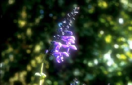 Salvia guaranitica