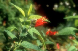 Salvia haenkei